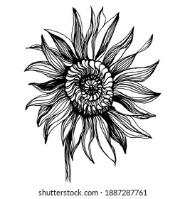 Sunflower. Floral botanical flower. Isolated illustration element. Vector hand drawing wildflower for background, texture, wrapper pattern, frame or border.