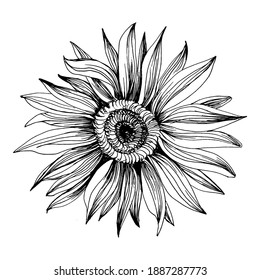 Sunflower. Floral botanical flower. Isolated illustration element. Vector hand drawing wildflower for background, texture, wrapper pattern, frame or border.