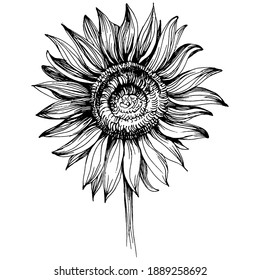 Sunflower. Floral botanical flower. Isolated illustration element. Vector hand drawing wildflower for background, texture, wrapper pattern, frame or border.