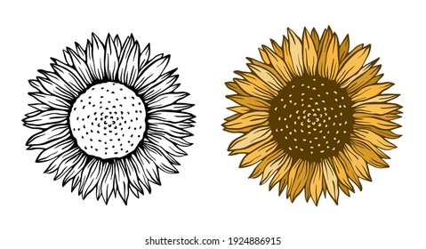 Sunflower floral nature plant.Summer flower isolated in white background.Botanical wild blossom.Vector illustration.