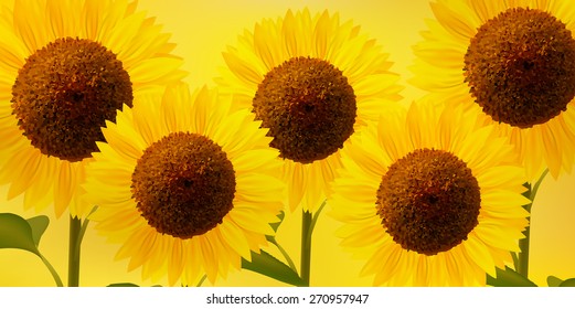 Sunflower flower background