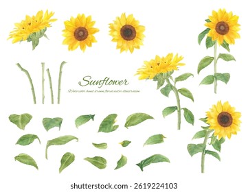 Sunflower flower background frame material painted with transparent watercolor