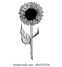 Sunflower flower. Black and white illustration of a sunflower. Linear art. Hand-drawn decorative blooming sunflower element in vector