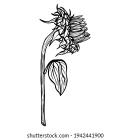 Sunflower flower. Black and white illustration of a sunflower. Linear art. Hand-drawn decorative blooming sunflower element in vector