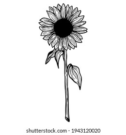 47,050 Sunflower stems Images, Stock Photos & Vectors | Shutterstock