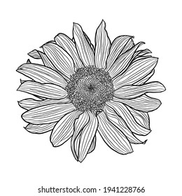 Sunflower flower black and white linear drawing isolated on white background, digital art, vector graphics. Design element for cards, invitations, banners, posters, print in line art style.
