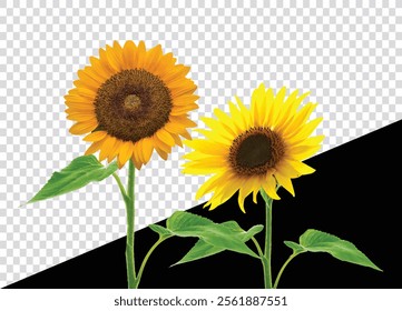 Sunflower, Flower, Blossom on Transparent Background