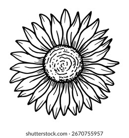 Girasol. Ilustración vectorial botánica. Gráfico negro simple, dibujado a mano en estilo doodle. Dibujo del esquema para el diseño de empaquetado del tema herbal, días festivos de temporada. Halloween, Acción de Gracias.