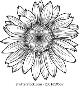 Sunflower flower, chamomile, daisy, monochrome illustration. Vector image on a transparent background.