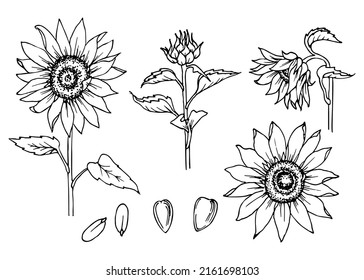 Sunflower flower collection. Floral element sketch. Black and white vector clipart. Realistic summer wildflower freehand drawing with ink pen.