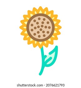 sunflower flower color icon vector. sunflower flower sign. isolated symbol illustration