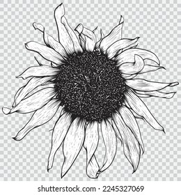 Sunflower flower drawing line art vector illustrations. Botanical floral hand drawn element.