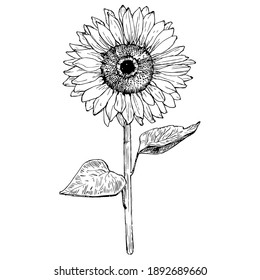 Sunflower flower. Floral botanical flower. Isolated illustration element. Vector hand drawing wildflower for background, texture, wrapper pattern, frame or border.