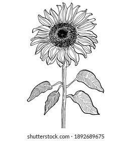 Sunflower flower. Floral botanical flower. Isolated illustration element. Vector hand drawing wildflower for background, texture, wrapper pattern, frame or border.