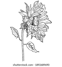 Sunflower flower. Floral botanical flower. Isolated illustration element. Vector hand drawing wildflower for background, texture, wrapper pattern, frame or border.