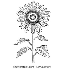 Sunflower flower. Floral botanical flower. Isolated illustration element. Vector hand drawing wildflower for background, texture, wrapper pattern, frame or border.