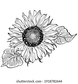 Sunflower flower. Floral botanical flower. Isolated illustration element. Vector hand drawing wildflower for background, texture, wrapper pattern, frame or border.