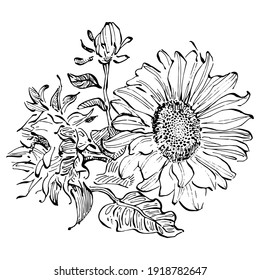 Sunflower flower. Floral botanical flower. Isolated illustration element. Vector hand drawing wildflower for background, texture, wrapper pattern, frame or border.