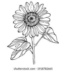 Sunflower flower. Floral botanical flower. Isolated illustration element. Vector hand drawing wildflower for background, texture, wrapper pattern, frame or border.