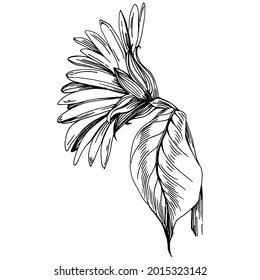 Sunflower flower. Floral botanical flower. Isolated illustration element. Vector hand drawing wildflower for background, texture, wrapper pattern, frame or border.
