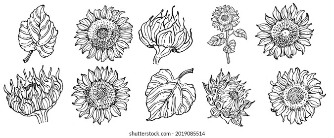 Sunflower flower. Floral botanical flower. Isolated illustration element. Vector hand drawing wildflower for background, texture, wrapper pattern, frame or border.