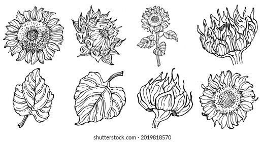 Sunflower flower. Floral botanical flower. Isolated illustration element. Vector hand drawing wildflower for background, texture, wrapper pattern, frame or border.