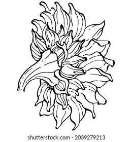 Sunflower flower. Floral botanical flower. Isolated illustration element. Vector hand drawing wildflower for background, texture, wrapper pattern, frame or border.