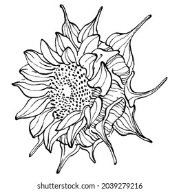Sunflower flower. Floral botanical flower. Isolated illustration element. Vector hand drawing wildflower for background, texture, wrapper pattern, frame or border.