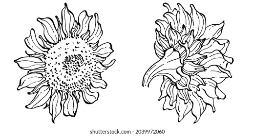 Sunflower flower. Floral botanical flower. Isolated illustration element. Vector hand drawing wildflower for background, texture, wrapper pattern, frame or border.