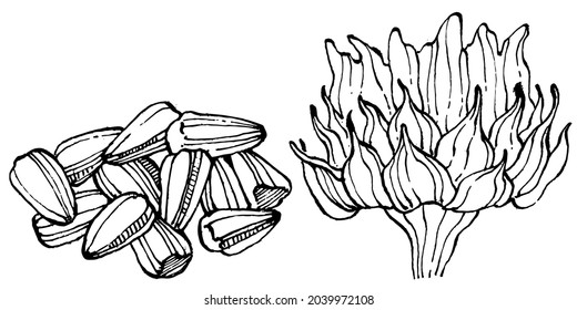 Sunflower flower. Floral botanical flower. Isolated illustration element. Vector hand drawing wildflower for background, texture, wrapper pattern, frame or border.