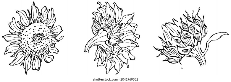 Sunflower flower. Floral botanical flower. Isolated illustration element. Vector hand drawing wildflower for background, texture, wrapper pattern, frame or border.