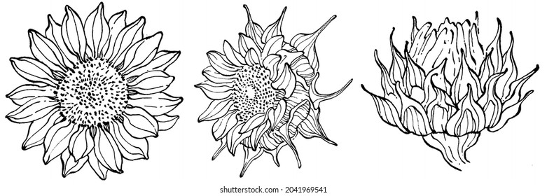 Sunflower flower. Floral botanical flower. Isolated illustration element. Vector hand drawing wildflower for background, texture, wrapper pattern, frame or border.