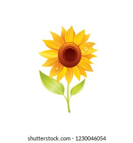Sunflower flower, floral icon. Realistic cartoon cute plant blossom, spring, summer garden symbol. Vector illustration for greeting card, t shirt print, decoration design. Isolated on white background
