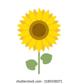 Sunflower flower with green leaves isolated on white background. Vector Illustration in flat style.