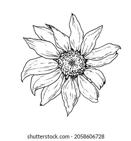 sunflower flower. hand-drawn in sketch style, sunflower flower, top view, isolated black outline on white background for design template. Hand drawn illustration on black backdrop. Vintage style. 