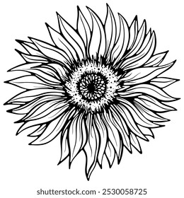 Sunflower flower head front view. Part of a plant close-up. Vector illustration in hand drawn sketch style. Line art isolated on white for coloring book, print