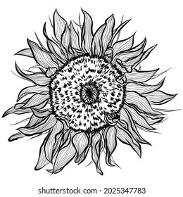 Sunflower flower head isolated on white background. Vector illustration in line art style. Hand drawn botanical picture. Coloring book, card, print, label. Front view
