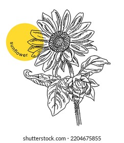 Sunflower, flower head with leaves, plant, hand drawn sketch, ink, vintage engraving. Design element for decoration package, shops, markets. Engraved vector illustration, isolated on white background