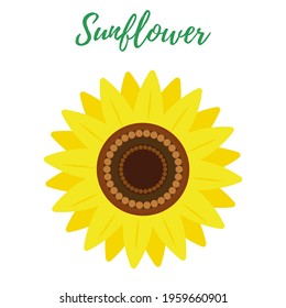 The sunflower flower is isolated on a white background. Icon, logo, vector