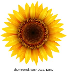 Sunflower flower isolated, vector illustration.