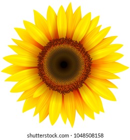 Sunflower flower isolated, vector illustration.