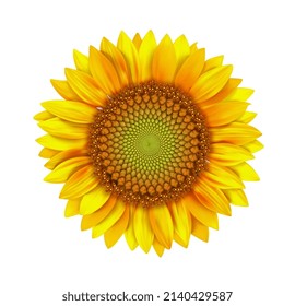 Sunflower flower isolated. Vector illustration.