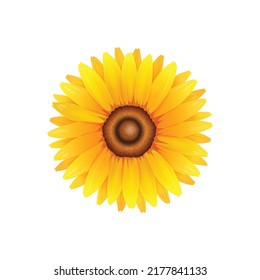 Flor de girasol aislada, ilustración vectorial.