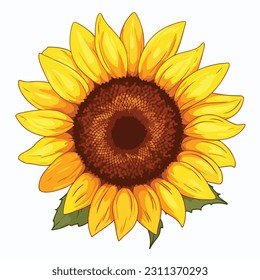 Sunflower flower isolated, vector illustration.
