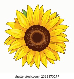 Sunflower flower isolated, vector illustration.
