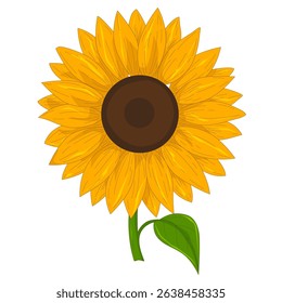 Sunflower flower isolated, vector illustration on white background.