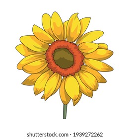 Sunflower flower isolated, vector illustration.Botanical floral illustration Hand painted flowers. Vector, eps 10