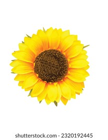 Flor de girasol aislada, ilustración vectorial, girasol amarillo