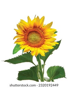 Sunflower flower isolated, vector illustration,yellow sunflower