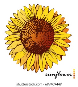 sunflower flower isolated vector on white background